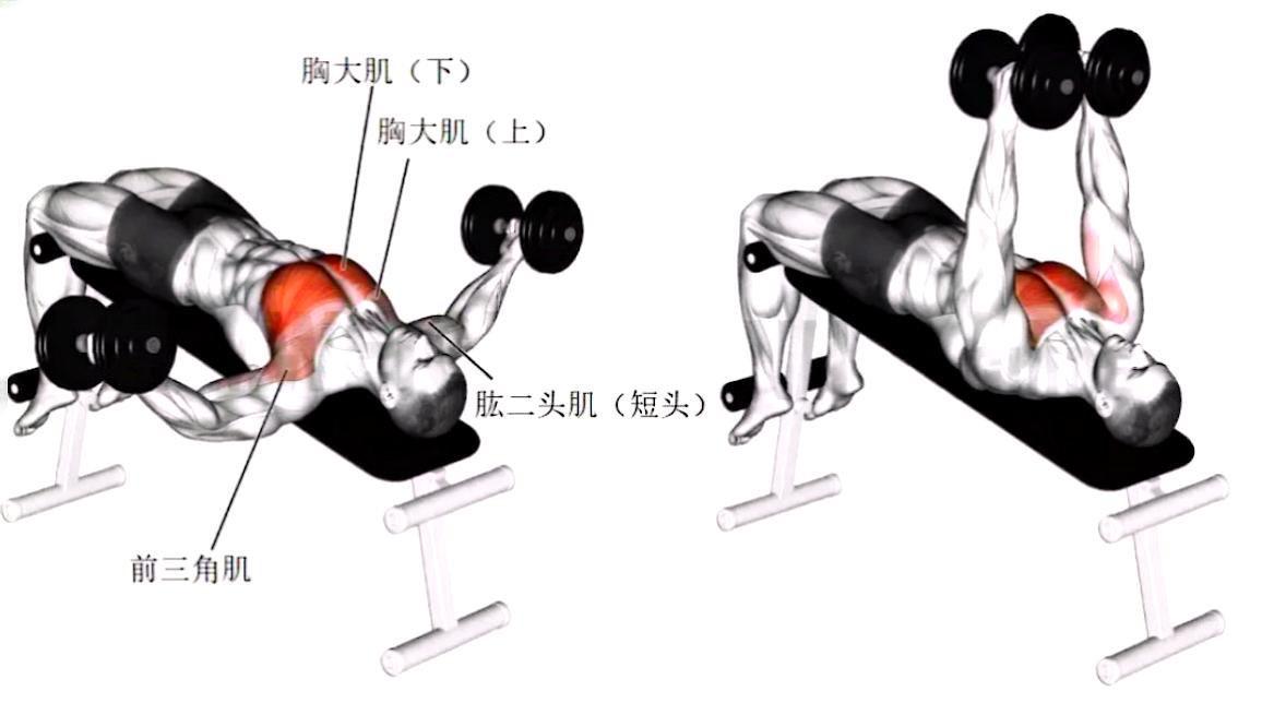 哑铃仰卧上举图片