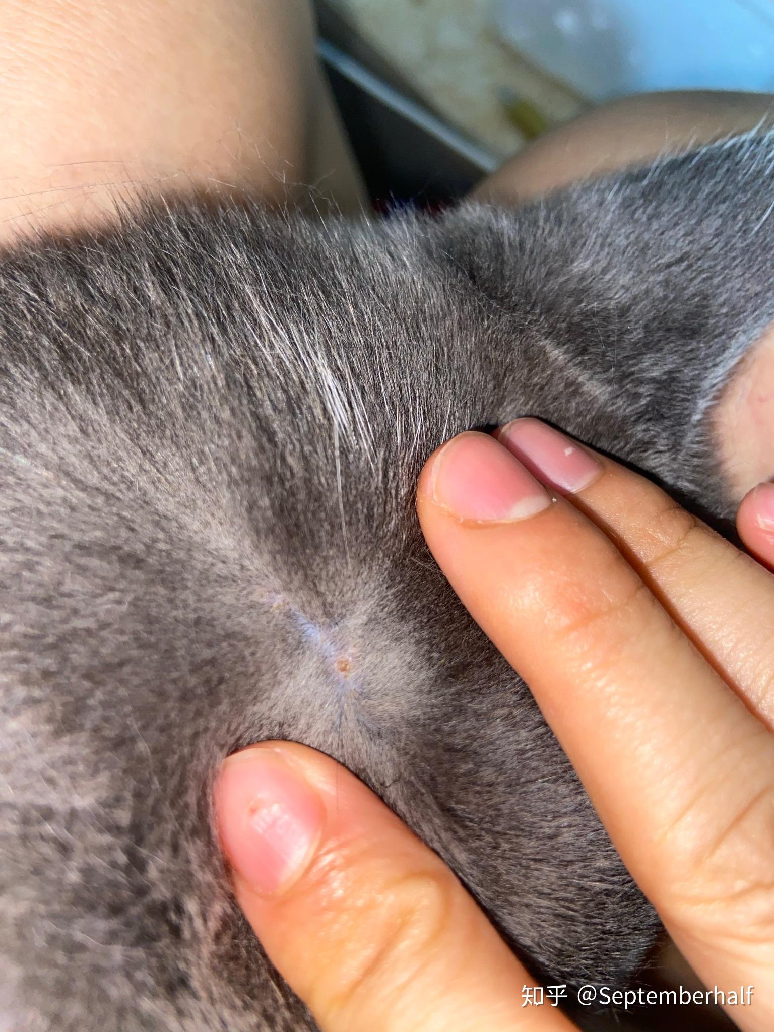 这是什么皮肤病(猫的)?医院检查不出来.