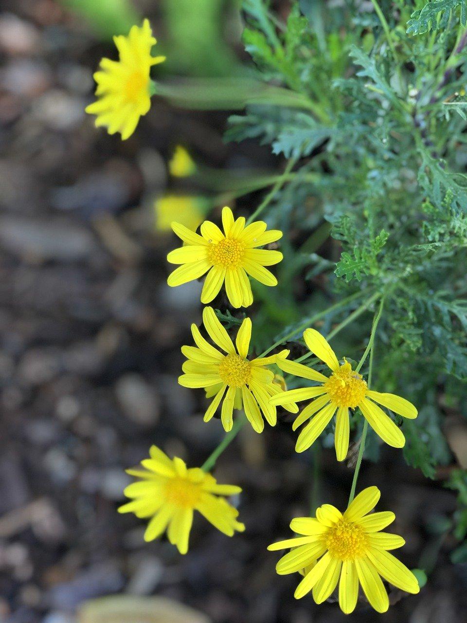 2. 秋日金黄画卷