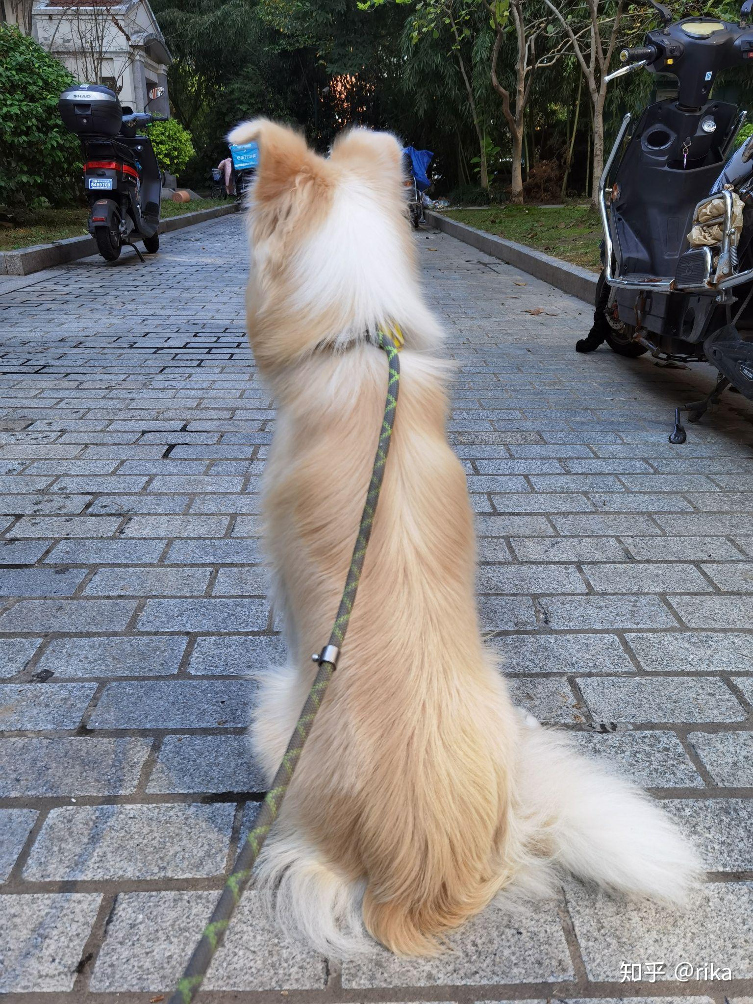 金毛边牧(金边)有多好看,多帅气?