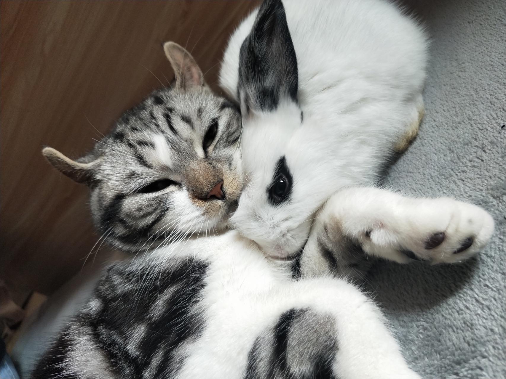 猫和兔子能在一起养吗