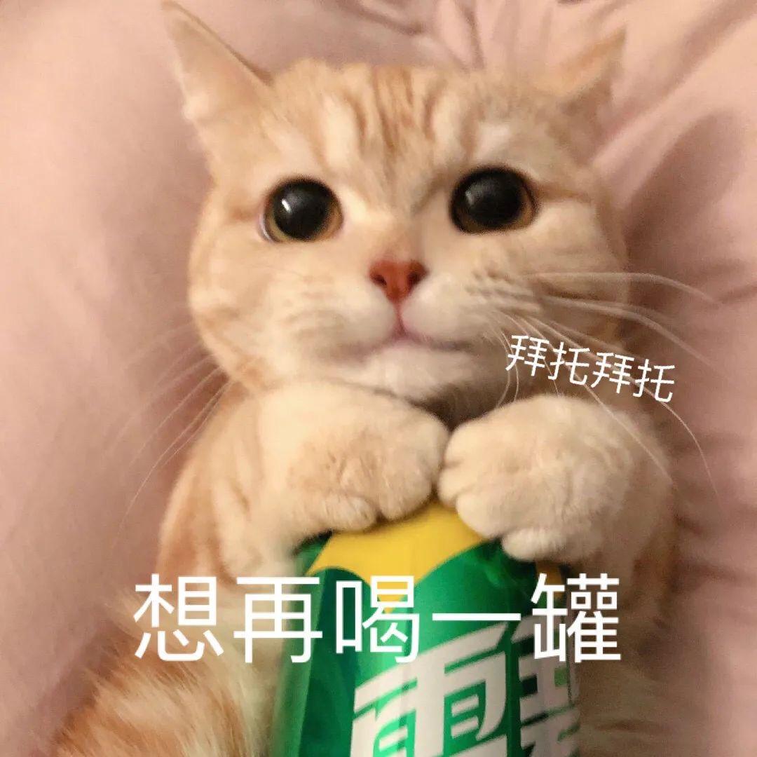 有没有猫抱着饮料的头像