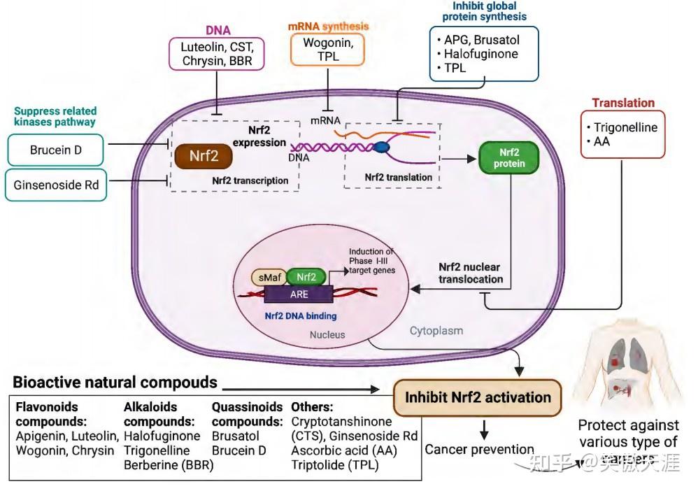 Npc Rfr2 Nrf2,一种使肿瘤细胞免受ROS影响的蛋白 - 知乎