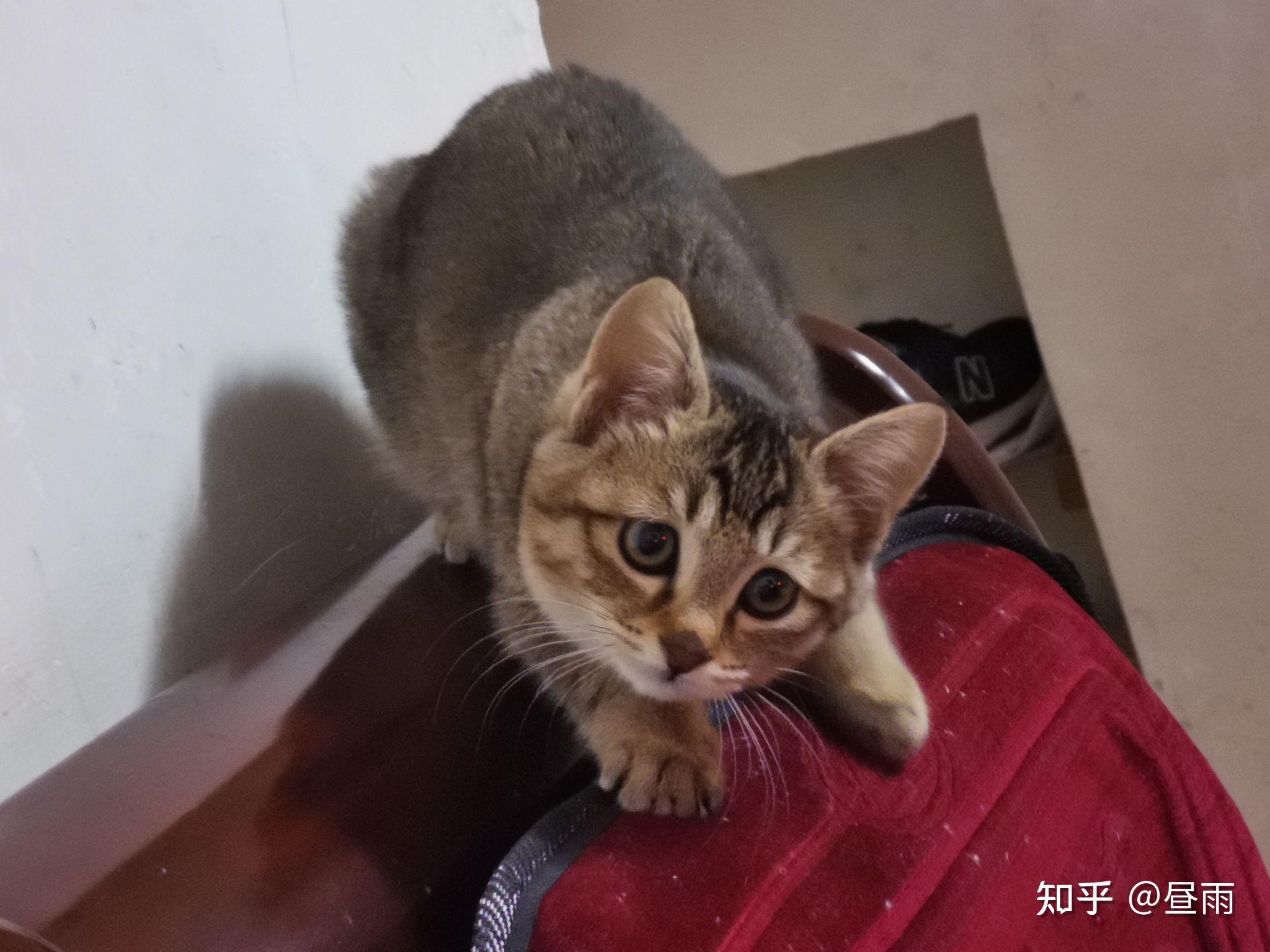 养雀猫(麻猫)是一种怎样的体验? - 知乎